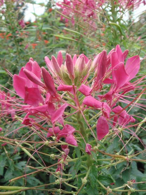 Cleome spinosa 'Sparkler rose' fleur